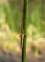 Tetragnatha_ZZ442_D5962_Z_88_Home Wendy Eiby_Australie